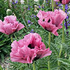 Perfect Poppy Papaver Collection
