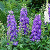 Delphinium Delgenius Glitzy