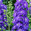 Delphinium Delgenius Glitzy