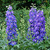 Delphinium Delgenius Glitzy