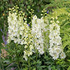 Delphinium Delgenius Collection
