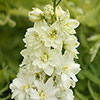 Delphinium Delgenius Collection