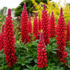 Lupin Beefeater