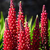 Lupin Beefeater