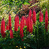 Lupin Beefeater