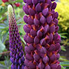 Lupin Masterpiece