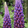Lupin Masterpiece