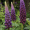 Lupin Masterpiece