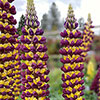 Lupin Manhattan Lights