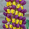 Lupin Manhattan Lights