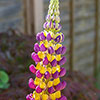 Lupin Manhattan Lights Lupin Manhattan Lights