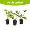 West Country Lupin Collection West Country Lupin Collection