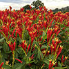 Spigelia Little Redhead