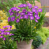Stokesia Amethyst