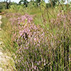 Molinia caerulea Banshee Molinia caerulea Banshee