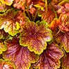 Heuchera Eternal Flame Heuchera Eternal Flame