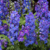 Delphinium Guardian Blue