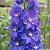 Delphinium Guardian Blue