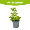 Delphinium Guardian White