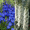 Delphinium Guardian Collection Delphinium Guardian Collection