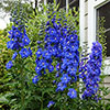 Delphinium Guardian Collection Delphinium Guardian Collection