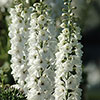 Delphinium Guardian Collection Delphinium Guardian Collection