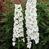 Delphinium Guardian Collection Delphinium Guardian Collection