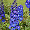 Delphinium Guardian Collection Delphinium Guardian Collection