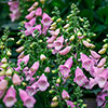 Foxglove Digitalis purpurea Hanabee Deep Rose Foxglove Digitalis purpurea Hanabee Deep Rose