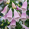 Foxglove Digitalis purpurea Hanabee Pink Foxglove Digitalis purpurea Hanabee Pink