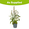 Foxglove Digitalis purpurea Hanabee Pink Foxglove Digitalis purpurea Hanabee Pink