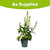 Foxglove Digitalis purpurea Hanabee White Foxglove Digitalis purpurea Hanabee White