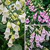Digitalis Hanabee Foxglove Collection Digitalis Hanabee Foxglove Collection