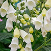 Digitalis Hanabee Foxglove Collection Digitalis Hanabee Foxglove Collection