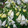 Digitalis Hanabee Foxglove Collection Digitalis Hanabee Foxglove Collection