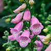 Digitalis Hanabee Foxglove Collection Digitalis Hanabee Foxglove Collection