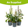 Digitalis Hanabee Foxglove Collection