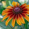 Rudbeckia Cappuccino