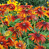 Rudbeckia Cappuccino