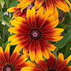 Rudbeckia Cappuccino