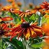 Rudbeckia Cappuccino
