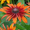 Rudbeckia Cappuccino