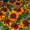 Rudbeckia Cappuccino