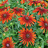 Rudbeckia Cappuccino