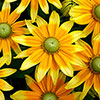 Rudbeckia Prairie Sun Rudbeckia Prairie Sun