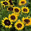 Rudbeckia Pawnee Spirit Rudbeckia Pawnee Spirit