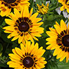 Rudbeckia Pawnee Spirit Rudbeckia Pawnee Spirit