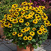 Rudbeckia Pawnee Spirit Rudbeckia Pawnee Spirit