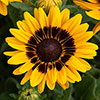 Rudbeckia Pawnee Spirit Rudbeckia Pawnee Spirit