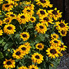 Rudbeckia Pawnee Spirit Rudbeckia Pawnee Spirit